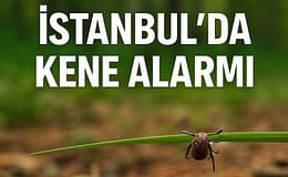 İstanbul’da Kene Alarmı