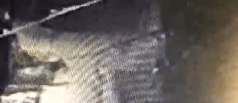 “Sivas’ta Köye İnen Kurt, Yavru Köpeği Alıp Kaçtı: Güvenlik Kameralarına Yansıyan Üzücü Anlar”