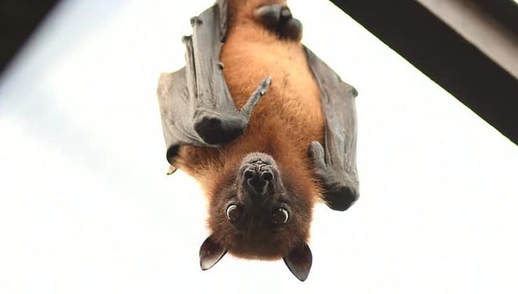Yarasa Eti Yiyen Çocuk Yüzünden Ülkede 50’den Fazla Can Kaybı Yaşandı