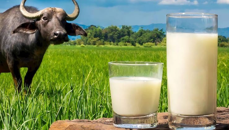 İnek, Koyun veya Keçi Değil! 1000 Liraya Satılan En Sağlıklı Süt Farklı Bir Lezzet Sunuyor!