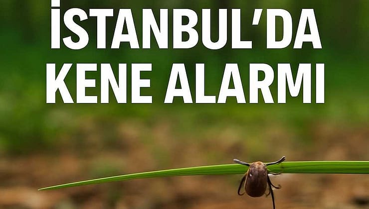 İstanbul’da Kene Alarmı