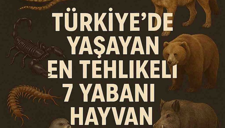 Türkiye’de Yaşayan En Tehlikeli 7 Yabani Hayvan